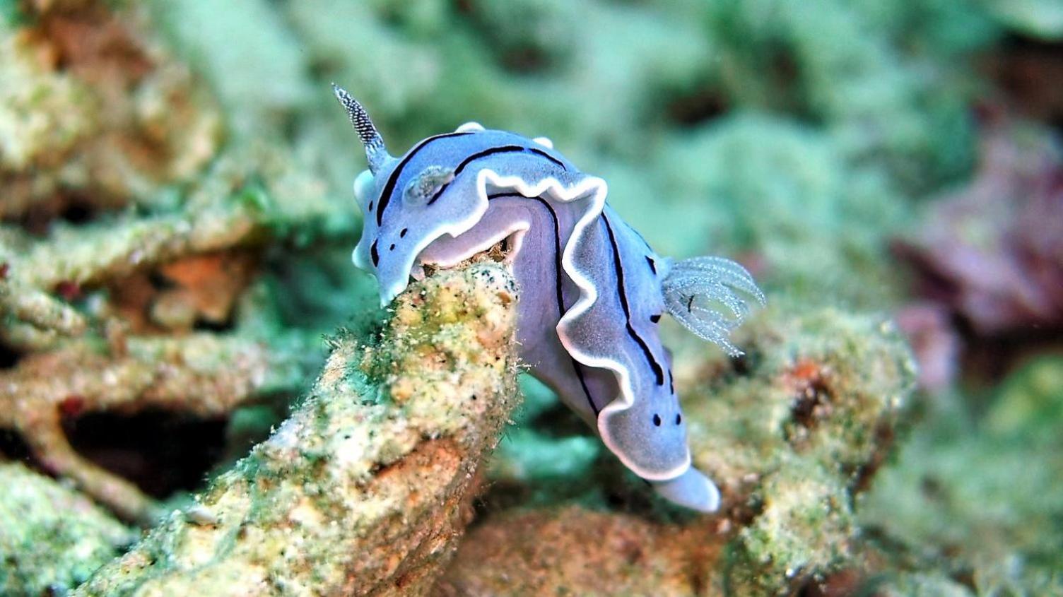Bunaken Sea Garden Resort ภายนอก รูปภาพ