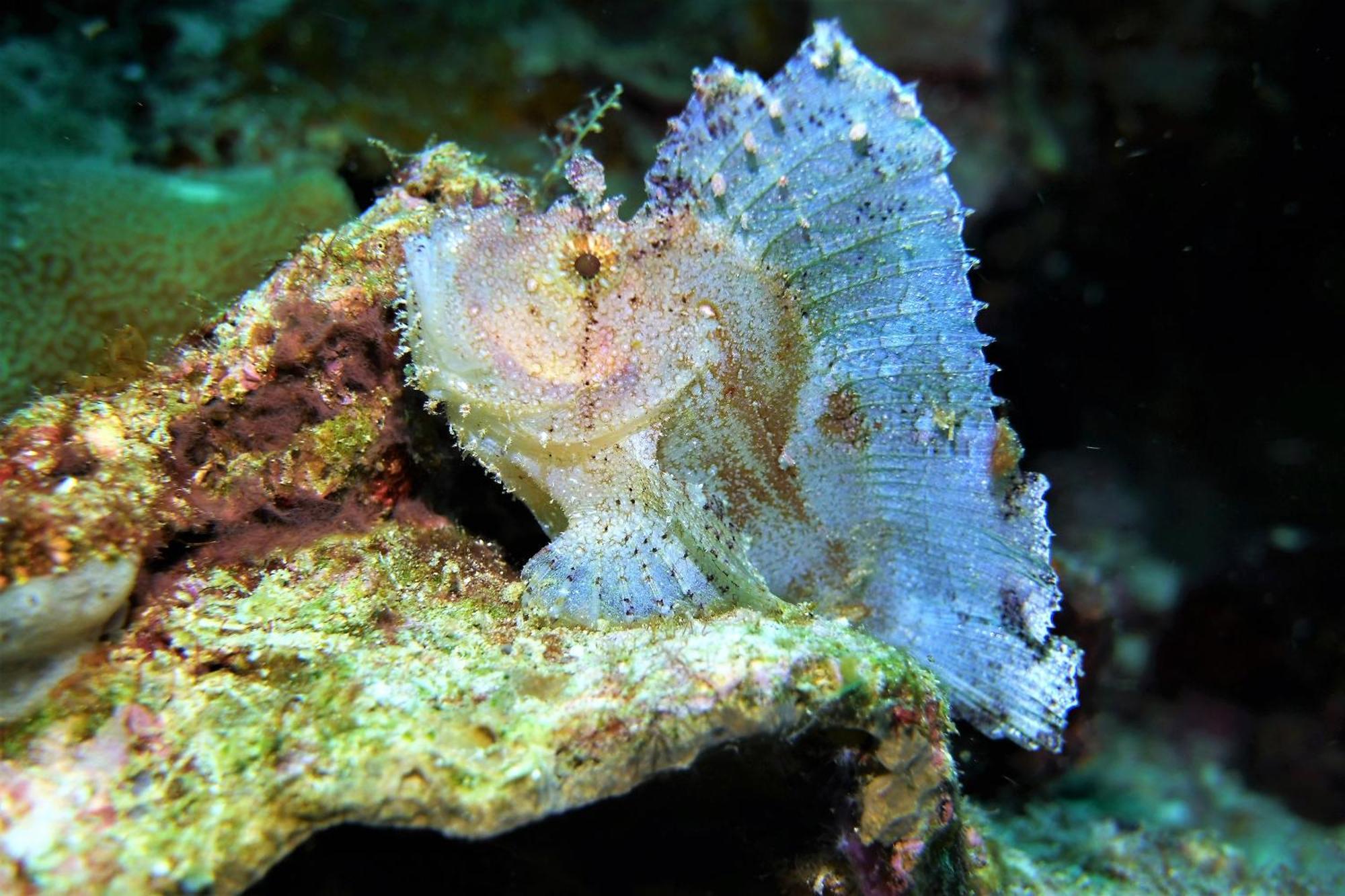 Bunaken Sea Garden Resort ภายนอก รูปภาพ