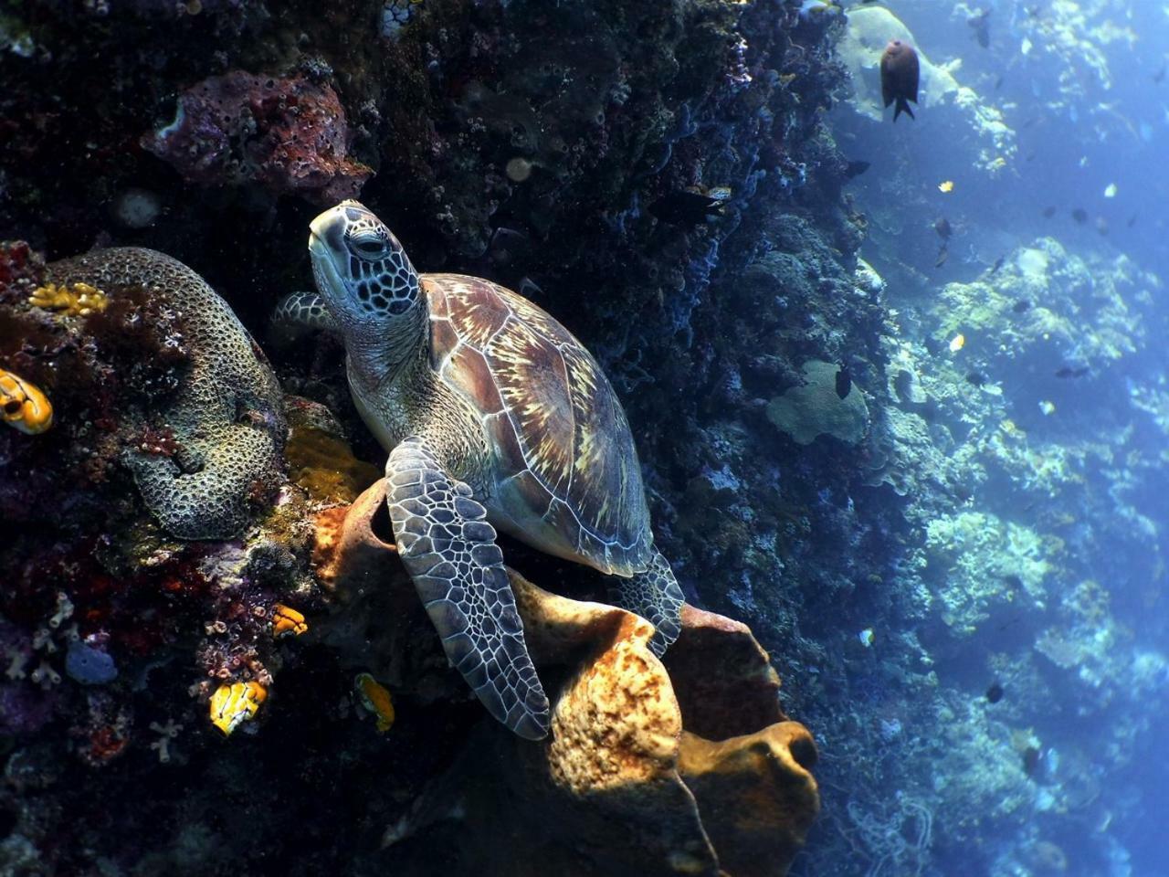 Bunaken Sea Garden Resort ภายนอก รูปภาพ