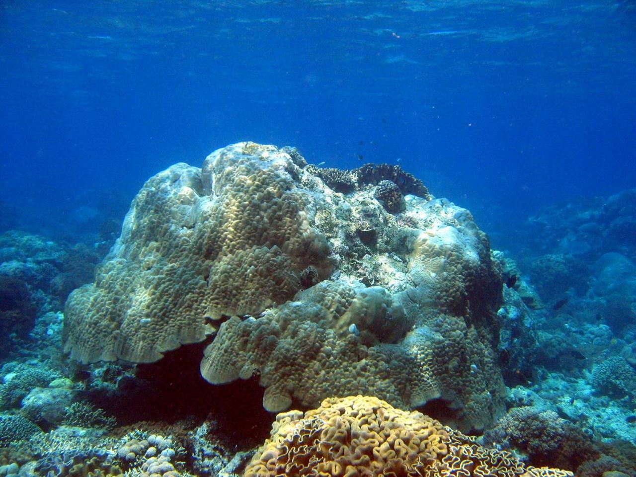 Bunaken Sea Garden Resort ภายนอก รูปภาพ